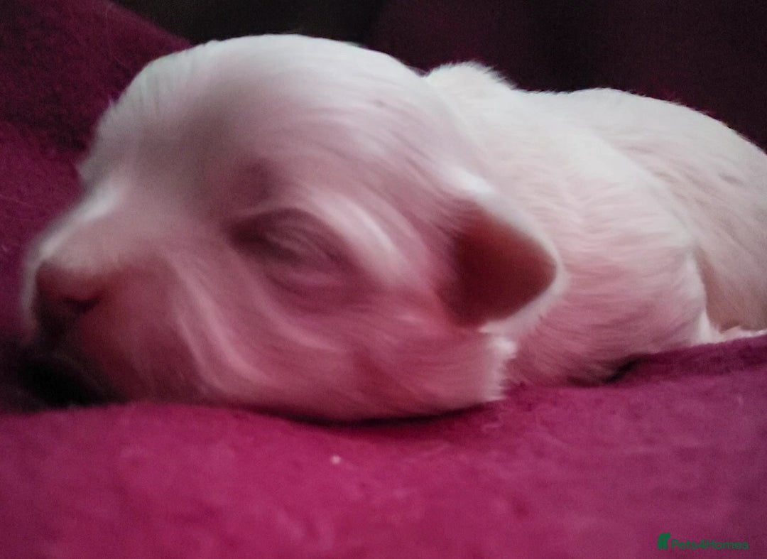 Maltese dogs for sale: 2 gorgeous Maltese boys - Advert 7