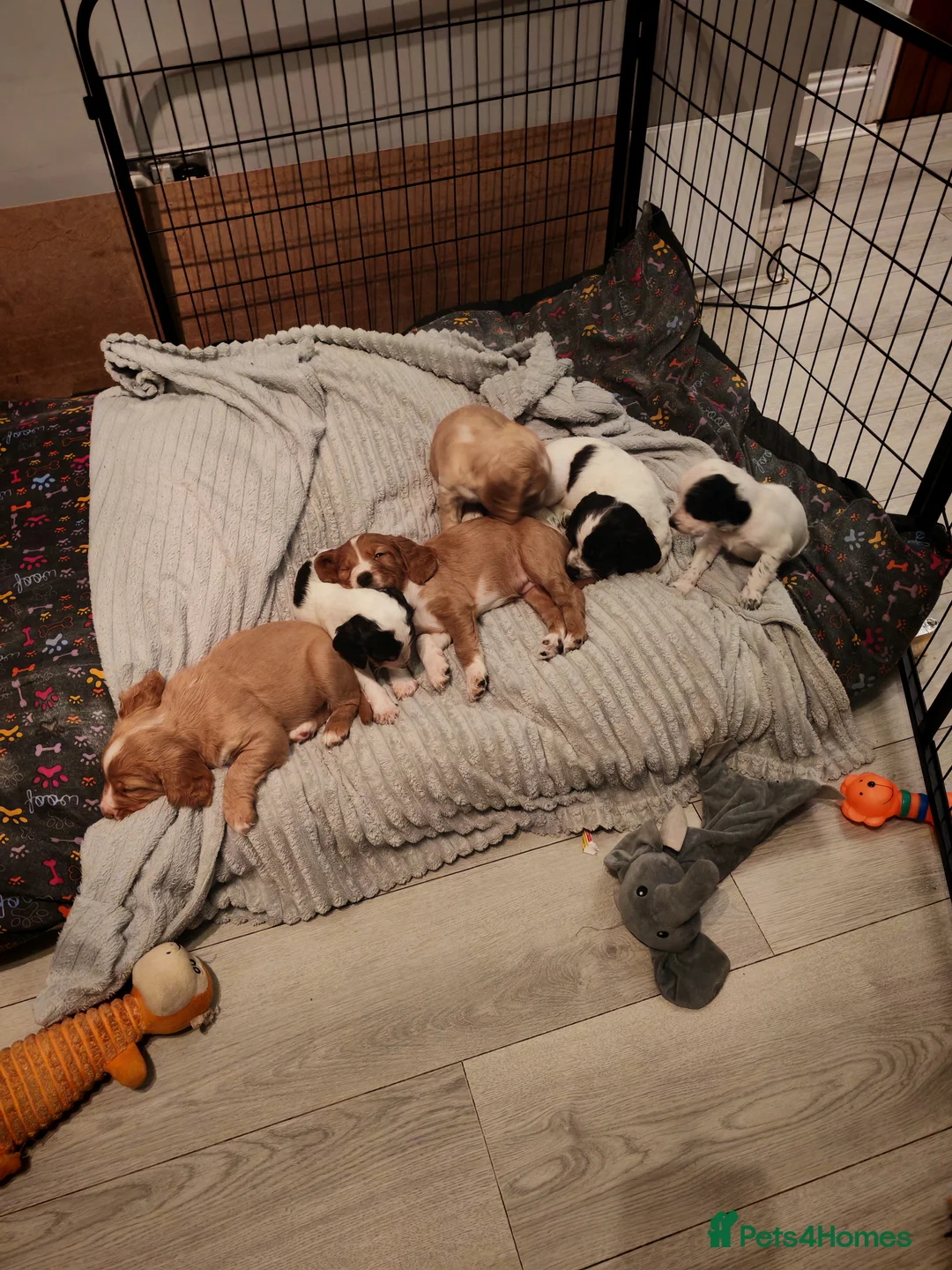 Cocker Spaniel dogs for sale: Cocker spaniel puppies  in Middlesbrough - Advert 8