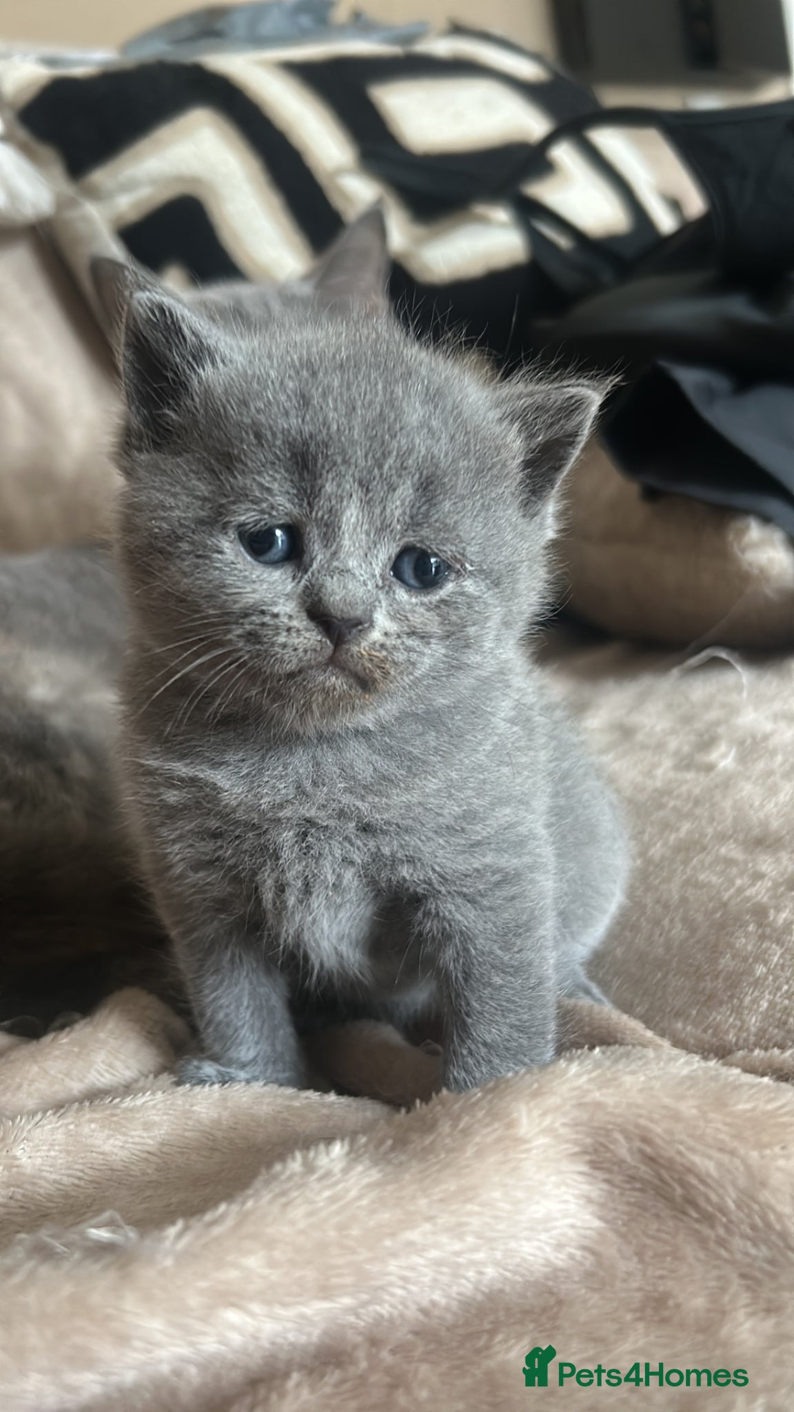 British Shorthair cats 6 beautiful British short hair kittens - Advert 17