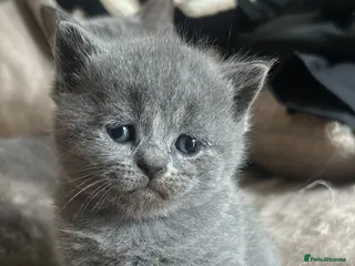 British Shorthair cats 6 beautiful British short hair kittens - Advert 17