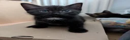 Mixed Breed cats for sale: 1 boy kitten: shadow tabby with white chest. in Taunton - Advert 6
