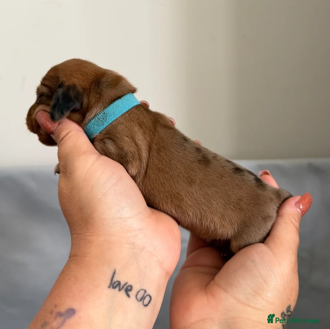 Miniature Dachshund dogs for sale: Miniature Dachshund Puppies - Advert 8