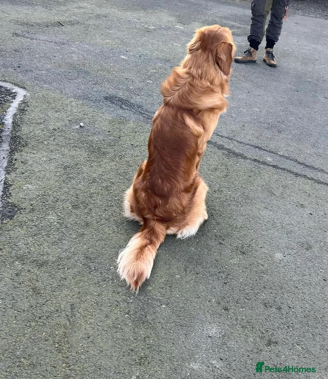 Golden Retriever dogs for sale: Beautiful Trained Golden Retriever  - Advert 6