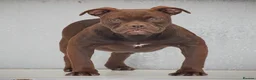 Olde English Bulldogge dogs for sale: 23 years Professionals 5⭐️Rated Licensed.  - Advert 3