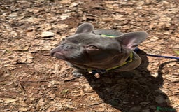 French Bulldog dogs for sale: French bulldog  - Image 4