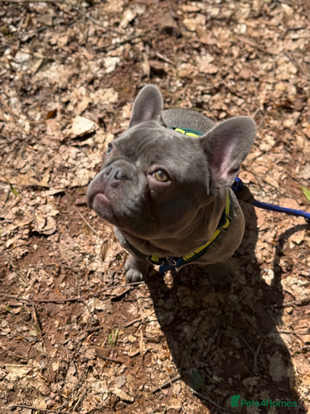 French Bulldog dogs for sale: French bulldog  - Image 4