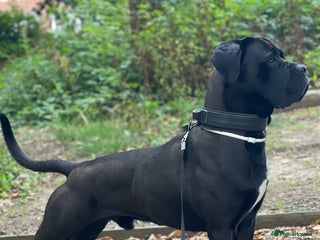 Cane Corso dogs Roger in Colchester - Advert 8