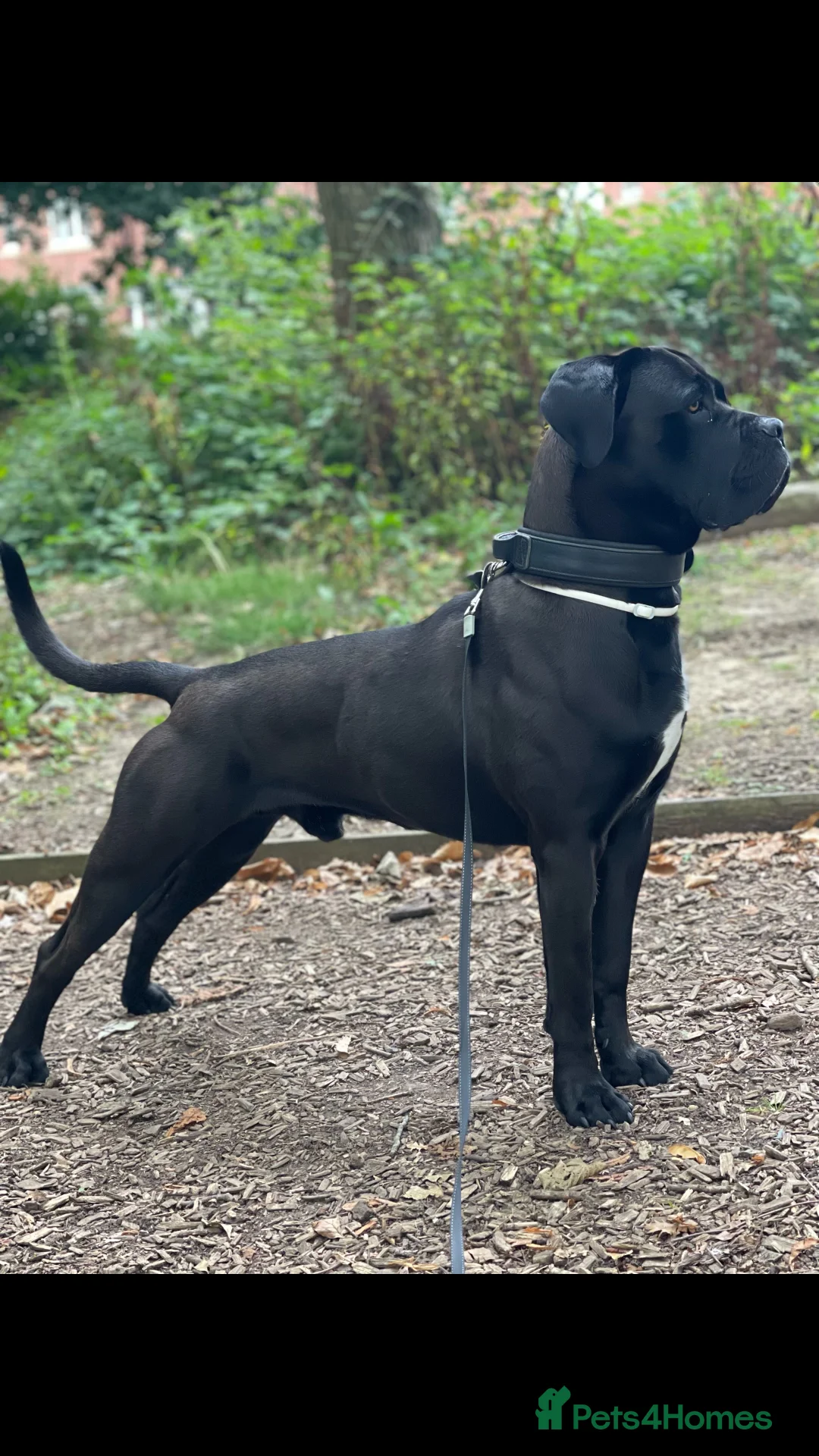 Cane Corso dogs for stud: Roger in Colchester - Advert 1