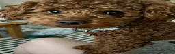 Toy Poodle dogs for stud: KC registered,RedToy poodle,for stud only🐾HUGO🐾  - Advert 8