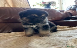 Shepsky dogs for sale: SOLD puppy’s for sale  - Image 10