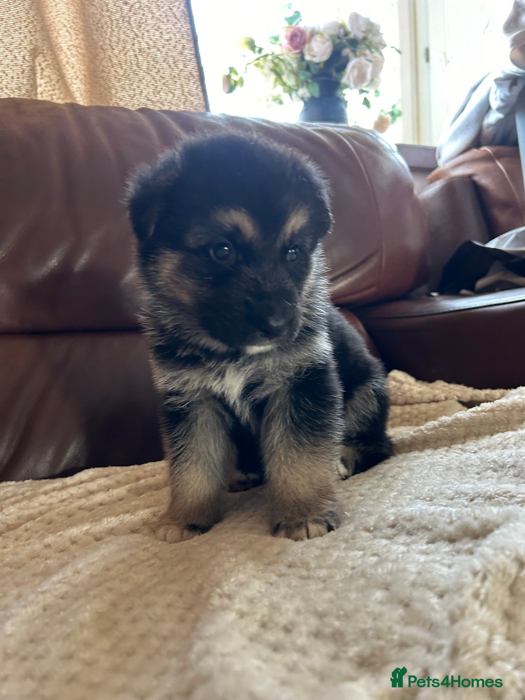 Shepsky dogs for sale: SOLD puppy’s for sale  - Image 10