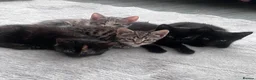 Domestic Shorthair cats for sale: Kittens ready to leave for their new homes  - Advert 5