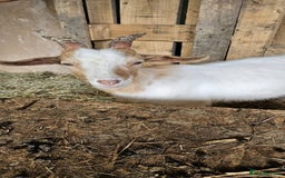 Goats livestock for sale: This years kids to go now  - Advert 4