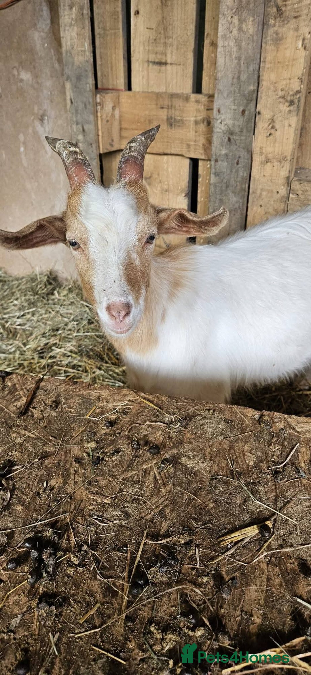 Goats livestock for sale: This years kids to go now  - Advert 4