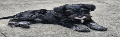 Miniature Schnauzer Puppy 1