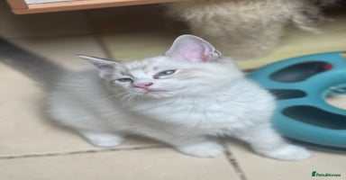 Ragdoll cats - Advert 8