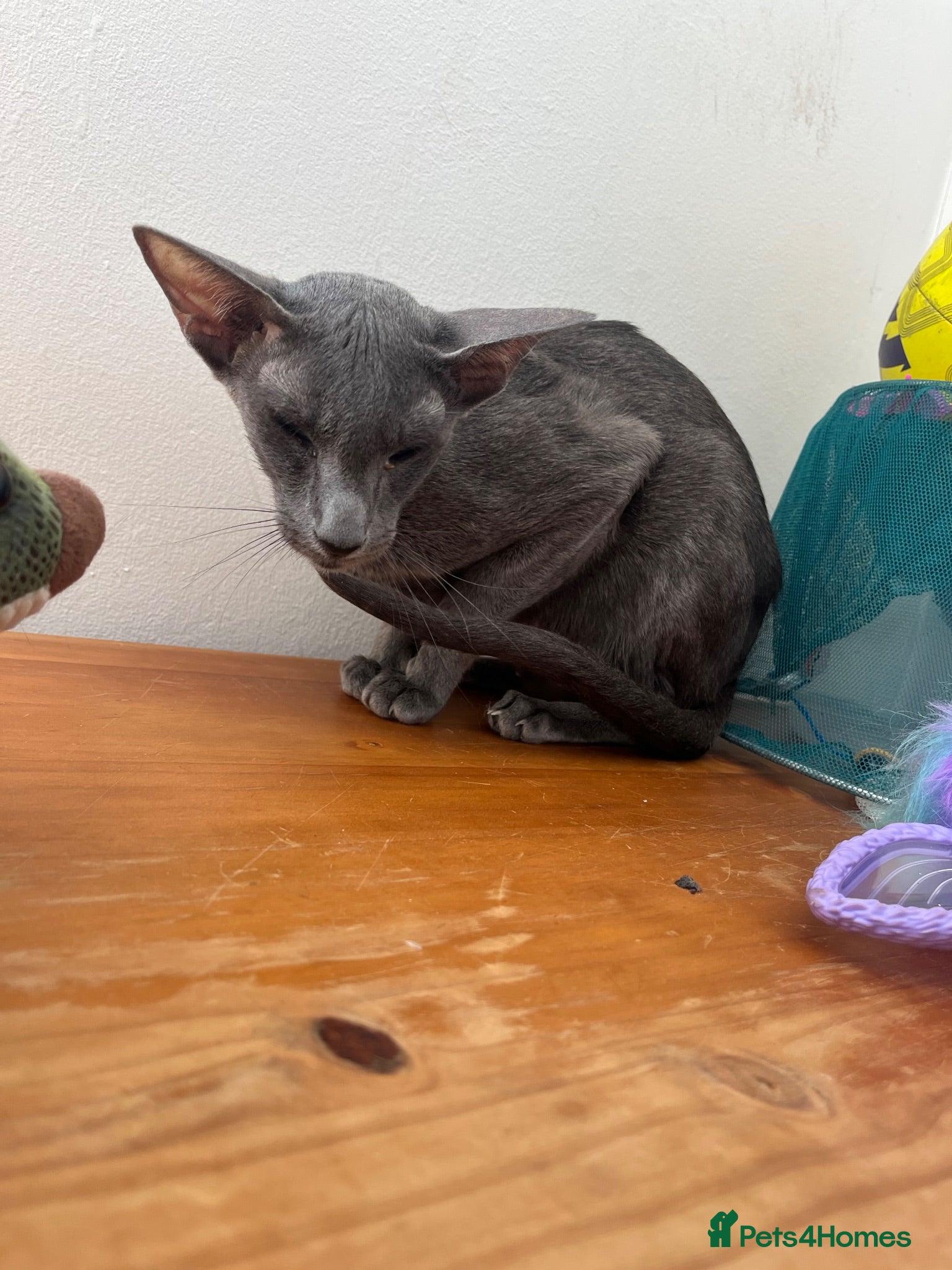 Oriental cats Oriental GCCF ACTIVE Blue Female adult - Advert 1