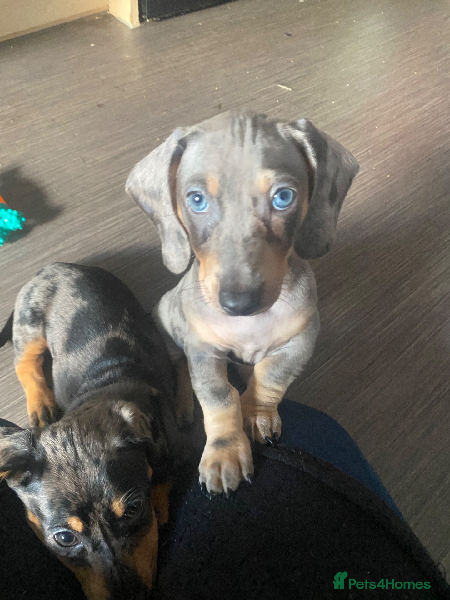 Dachshund dogs for sale: Tri silver dapple dachshunds ❤️ - Advert 15