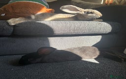 Continental Giant rabbits for sale: 2 Pure Bred Giant Rabbits  - Image 3