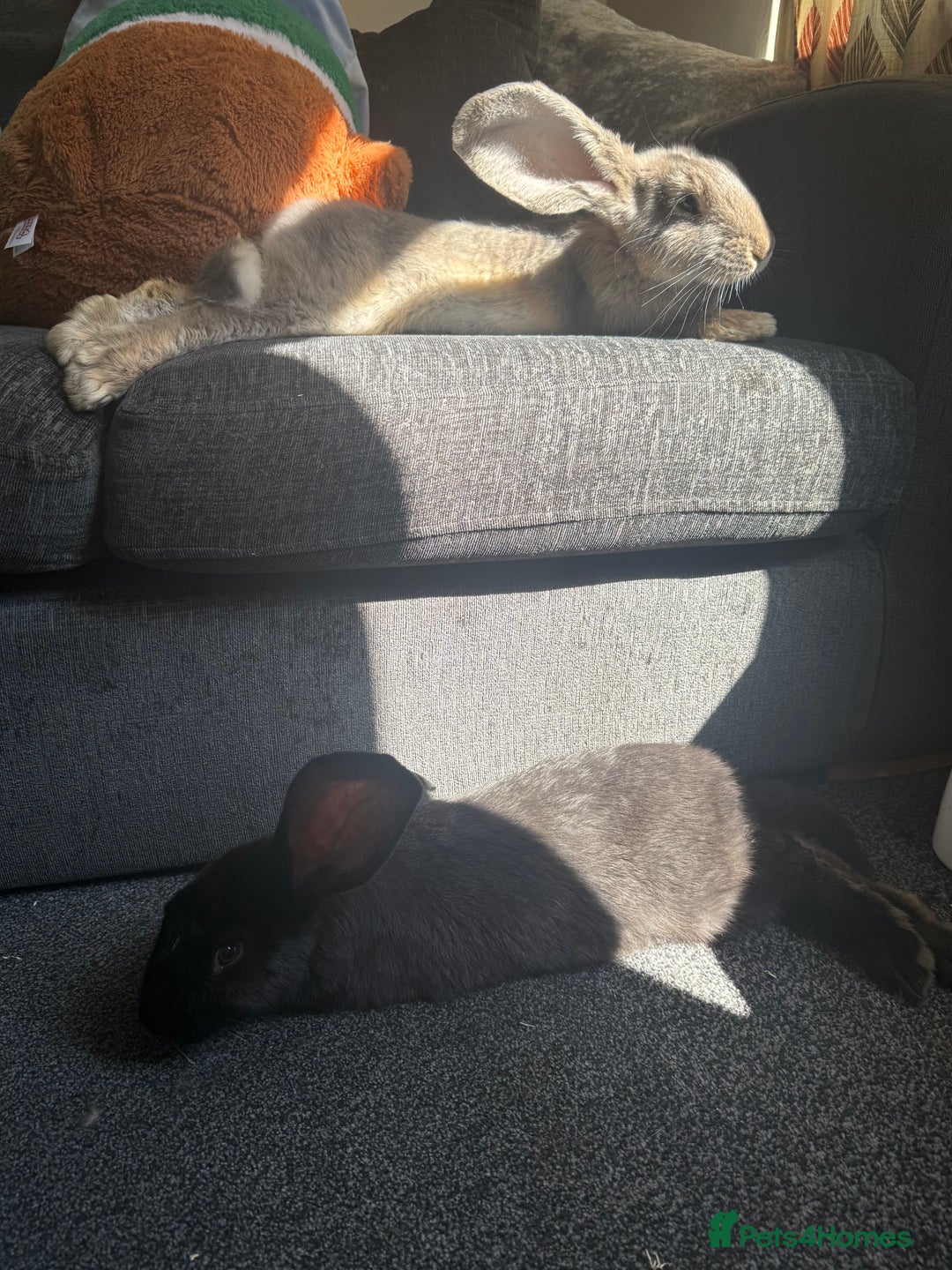 Continental Giant rabbits for sale: 2 Pure Bred Giant Rabbits  - Image 3