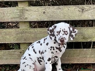 Dalmatian dogs This is an all liver litter of Dalmatian puppies - Advert 8