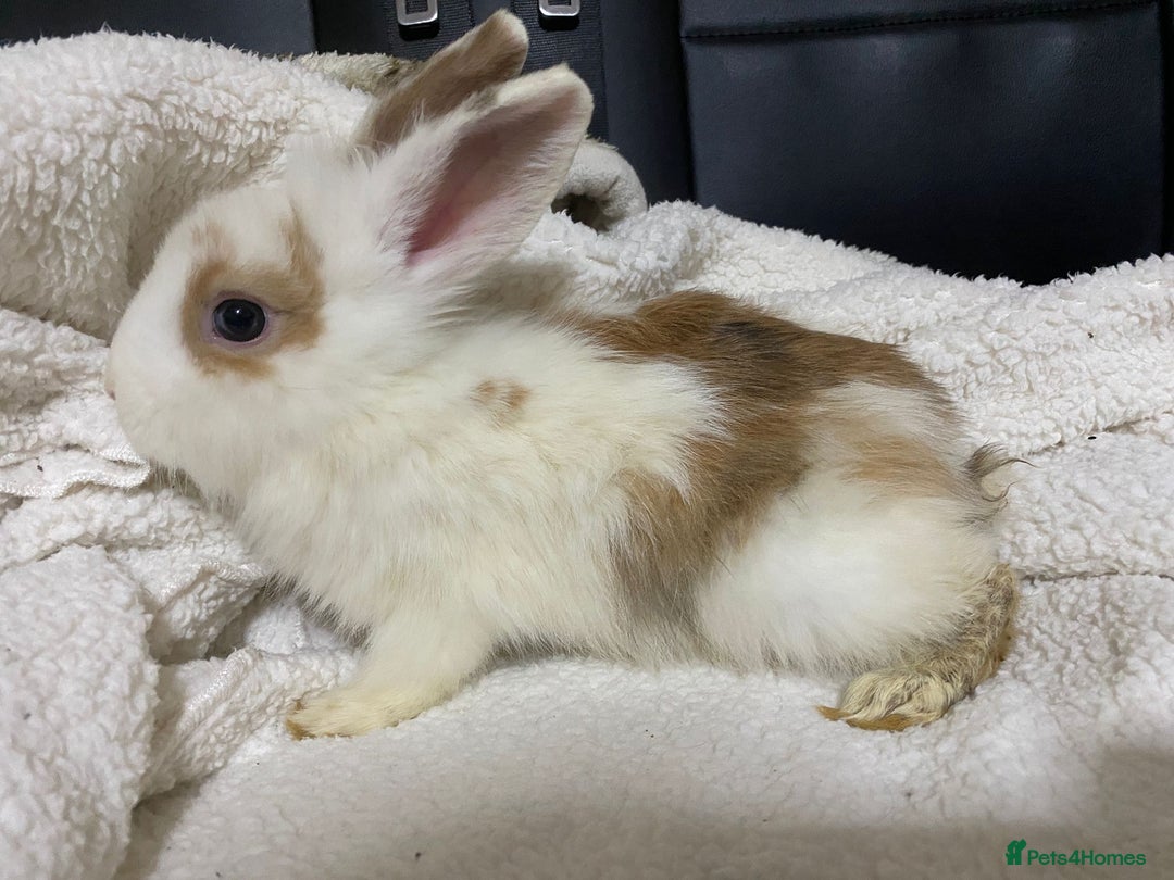 Mixed Breed rabbits for sale: Beautiful Bunnies Ready For New Homes - Advert 28