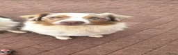 Australian Shepherd dogs for sale: Australian shepherds  - Advert 12