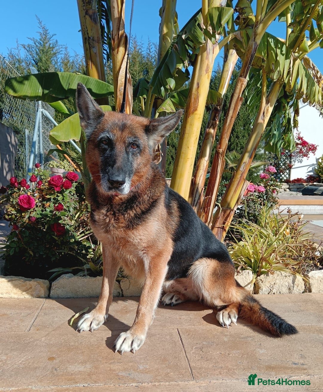 Mixed Breed dogs for adoption: 8 years in chains 😭 🚨 urgent in Hengoed - Image 9