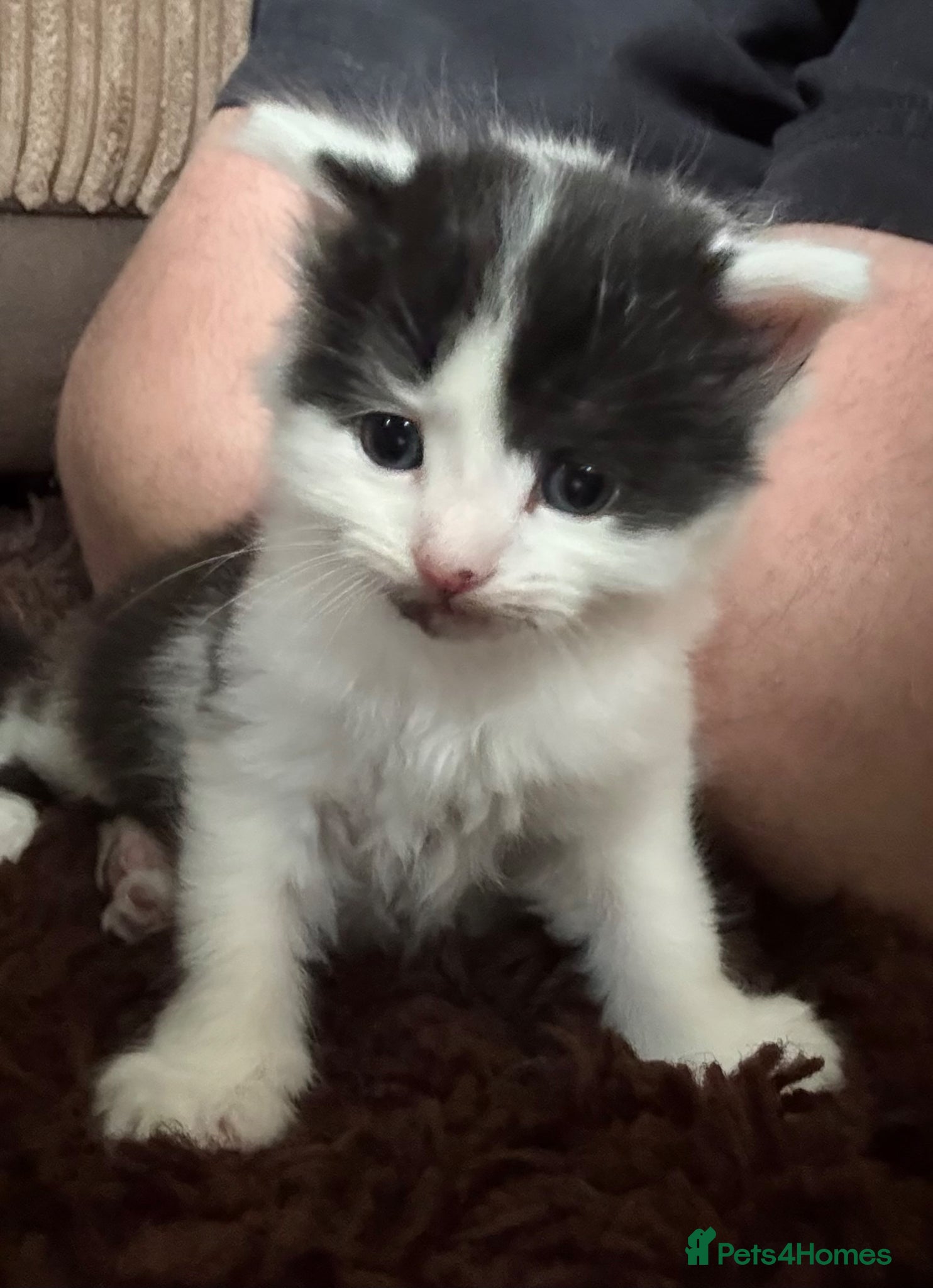 Mixed Breed cats Beautiful Kittens for forever homes  - Advert 1