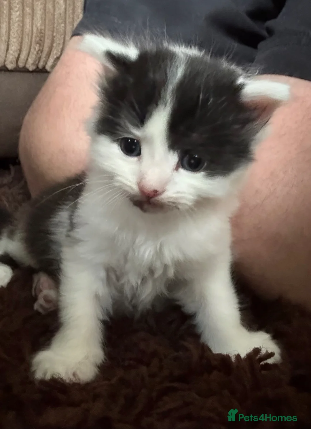 Mixed Breed cats for sale: Beautiful Kittens for forever homes  - Advert 1