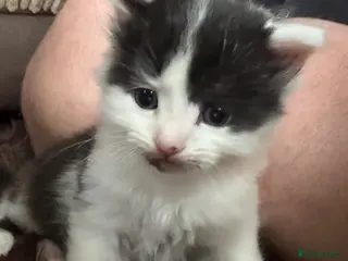 Mixed Breed cats Beautiful Kittens for forever homes - Advert 1