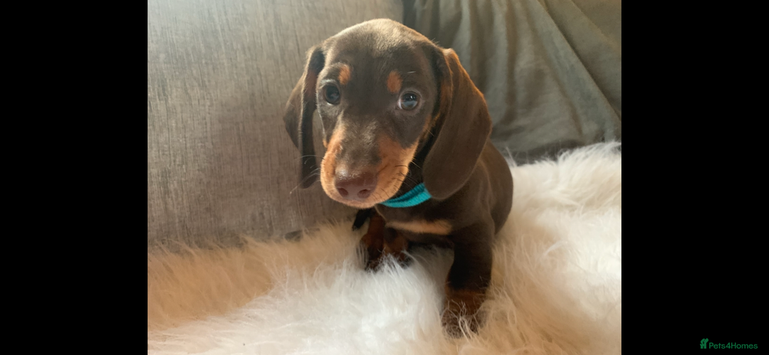 Miniature Dachshund dogs for sale: Minature Dashound boy&girl Ready Now - Image 17