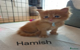Maine Coon cats for sale: Gorgeous maine coon kittens - Image 2