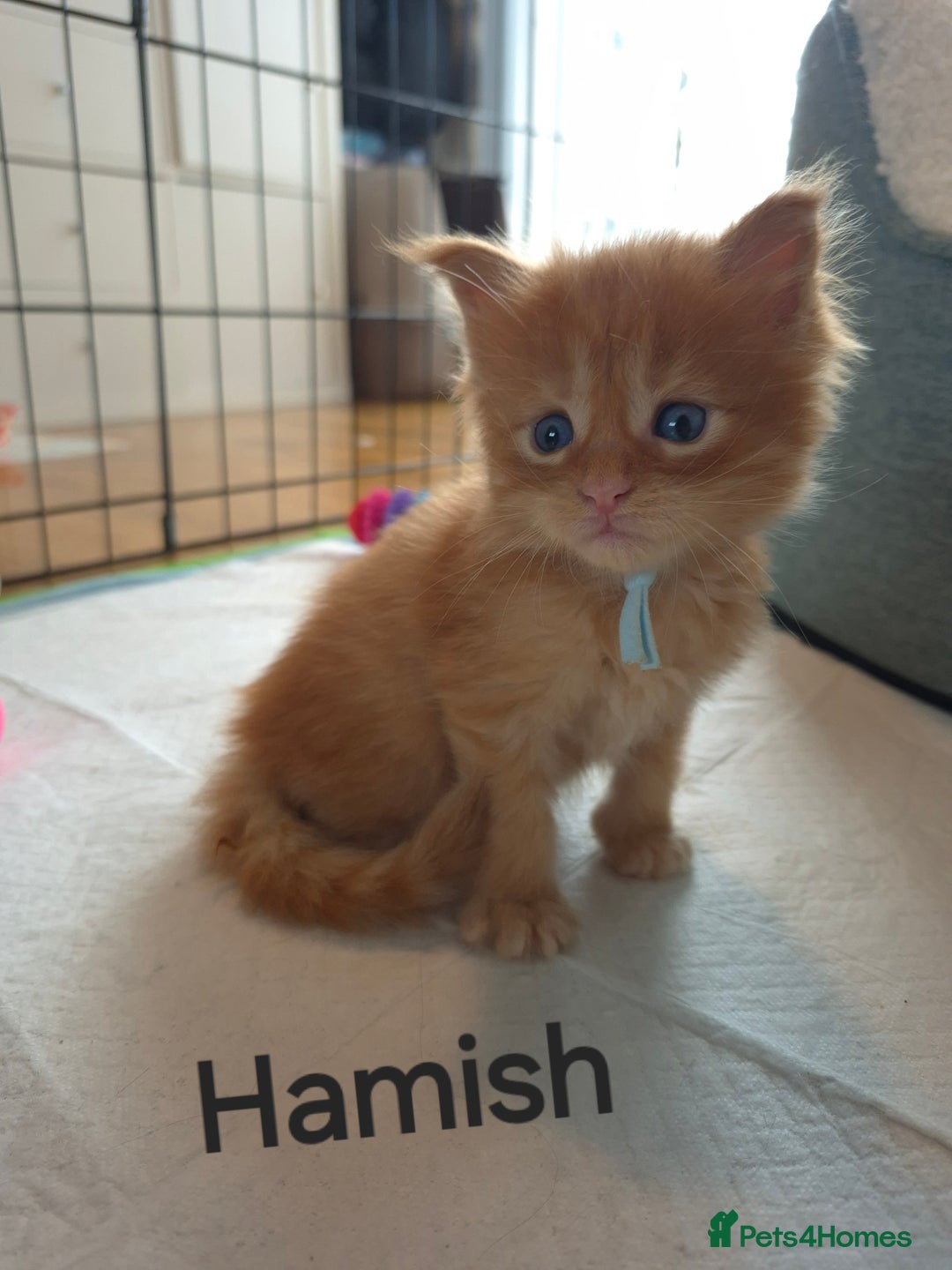Maine Coon cats for sale: Gorgeous maine coon kittens - Image 2