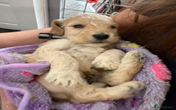Cockapoo dogs for sale: 5 cockapoo puppy ready 13nov  - Image 10