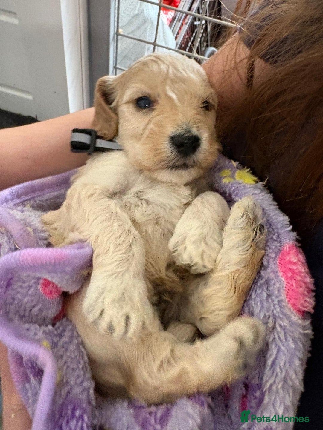 Cockapoo dogs for sale: 5 cockapoo puppy ready 13nov  - Image 10