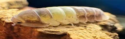 Isopods invertebrates for sale: Isopods for sale - Advert 4
