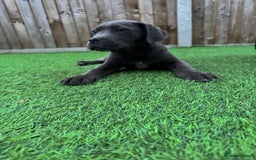Cane Corso dogs for sale: Ready to leave - Image 3