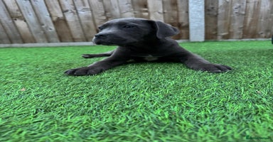 Cane Corso dogs - Advert 12