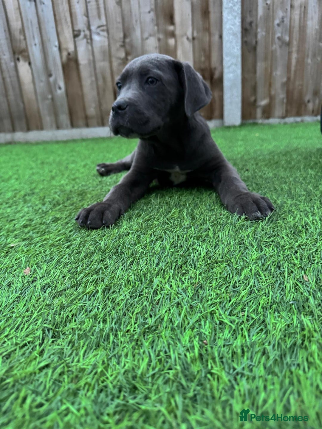 Cane Corso dogs for sale: Ready to leave - Image 3