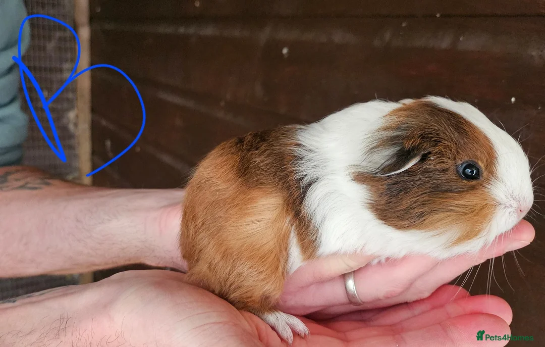 Guinea Pig rodents for sale: Male Guinea Pigs in Shrewsbury - Advert 3