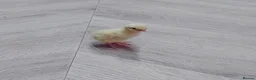 Quail poultry for sale: Quails - Advert 3
