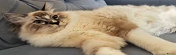 Ragdoll cats for stud: Proven Registered Stud - Advert 8
