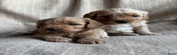 Cavapoochon dogs for sale: Beautiful Cavapoochon Puppies - Advert 13