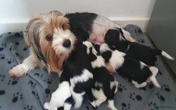 Biewer Terrier dogs for sale: Yorkshire Biewer Terriers Puppies - Image 13