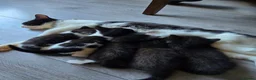 Mixed Breed cats for sale: Litter Of 5 Beautiful Kittens - Advert 10