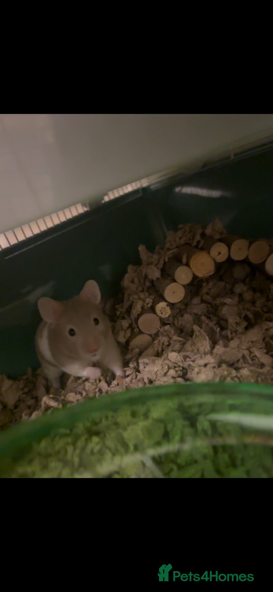 Hamster rodents Male syrian hamster with cage 7 wks old - Advert 1