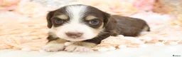 Miniature Dachshund dogs for sale: KC Longhair Miniature Dachshund Puppies in Wisbech - Advert 25