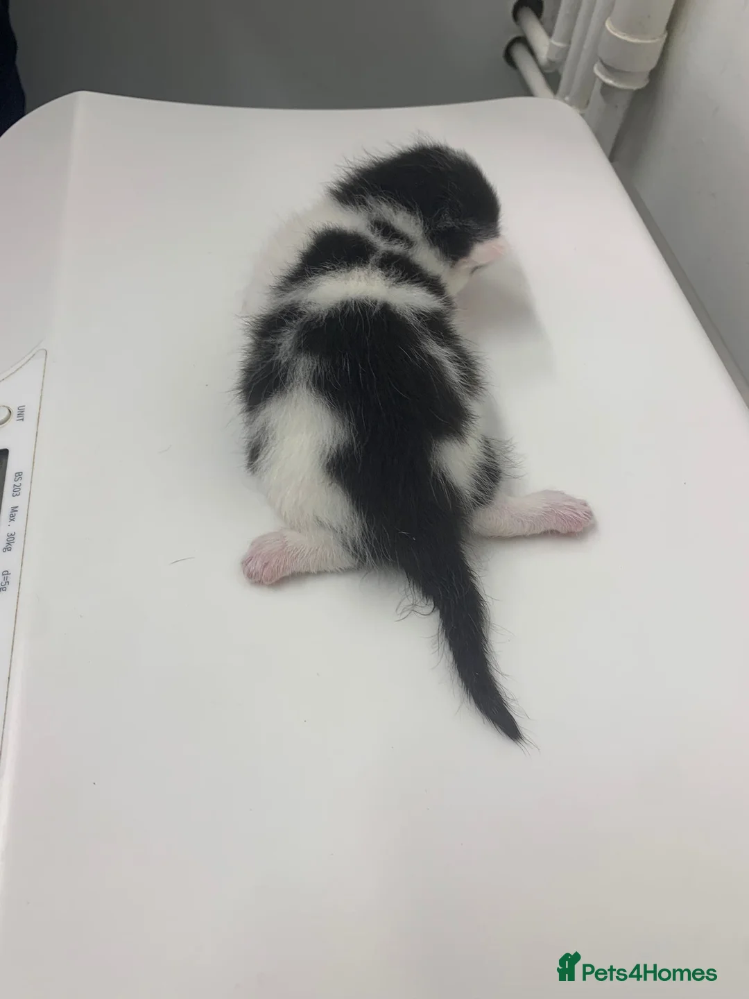 British Shorthair cats for adoption: Swimmer syndrome kittens  - Advert 2