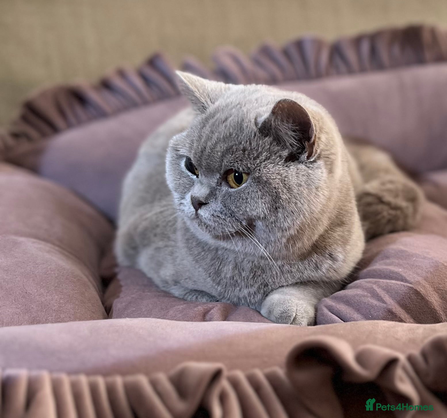 British Shorthair cats Pure Pedigree Lilac British Shorthair Boy - Advert 1